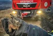 ISU Gorj: ,,Gândește-te tu câte animale și-au pierdut viața și ce pagube ai provocat…”