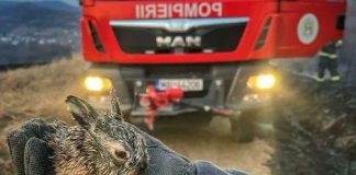 ISU Gorj: ,,Gândește-te tu câte animale și-au pierdut viața și ce pagube ai provocat…”