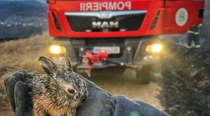 ISU Gorj: ,,Gândește-te tu câte animale și-au pierdut viața și ce pagube ai provocat…”