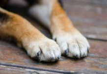 Condamnat pentru cã și-a ucis câinele