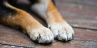 Condamnat pentru cã și-a ucis câinele