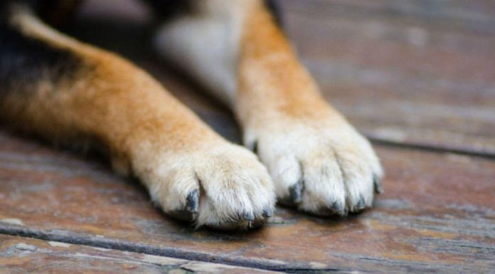 Condamnat pentru cã și-a ucis câinele