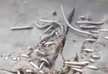 FOTO/VIDEO – CEO – o companie cârpită! Propun brevet de invenție pentru cei care au inventat scoaba și plotoagele la benzile din carierele miniere!