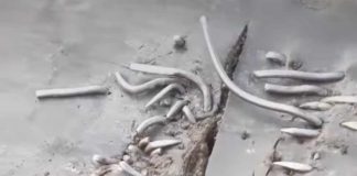 FOTO/VIDEO – CEO – o companie cârpită! Propun brevet de invenție pentru cei care au inventat scoaba și plotoagele la benzile din carierele miniere!