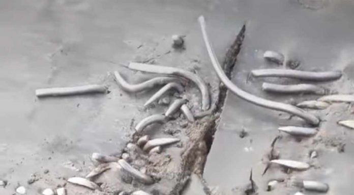 FOTO/VIDEO – CEO – o companie cârpită! Propun brevet de invenție pentru cei care au inventat scoaba și plotoagele la benzile din carierele miniere!