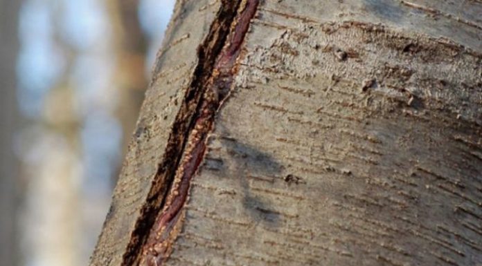 Agricultura pe înțelesul tuturor – Să ne protejăm ecologic grădina, casa și gospodăria