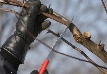 Agricultura pe înțelesul tuturor – Lucrări agricole în livada și via aflate în repausul vegetativ