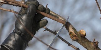 Agricultura pe înțelesul tuturor – Lucrări agricole în livada și via aflate în repausul vegetativ
