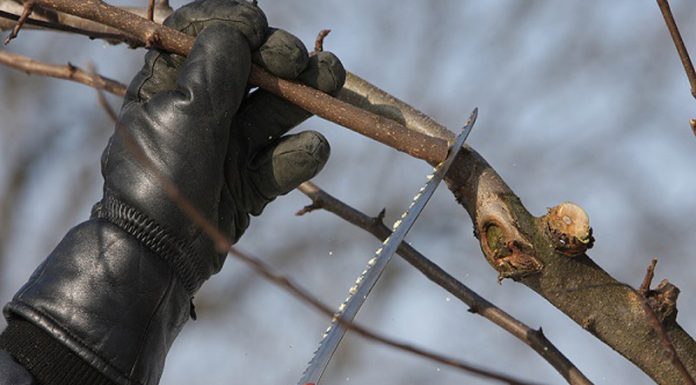 Agricultura pe înțelesul tuturor – Lucrări agricole în livada și via aflate în repausul vegetativ