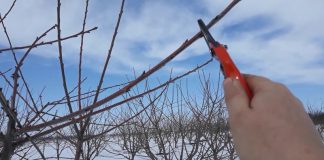 Agricultura pe înțelesul tuturor – Lucrări agricole în livada și via aflate în repausul vegetativ