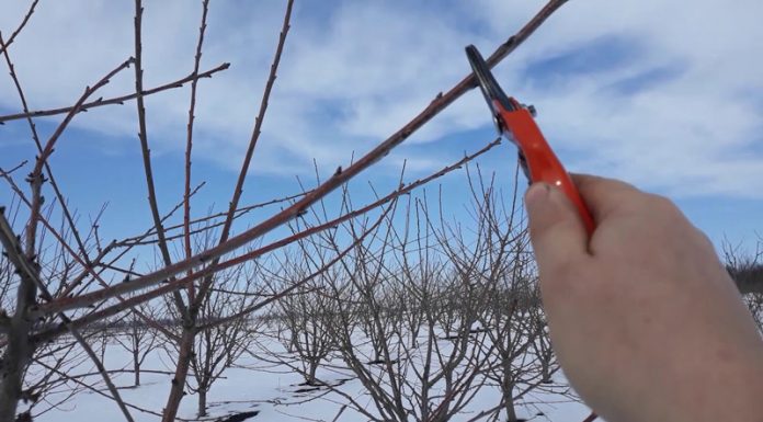 Agricultura pe înțelesul tuturor – Lucrări agricole în livada și via aflate în repausul vegetativ