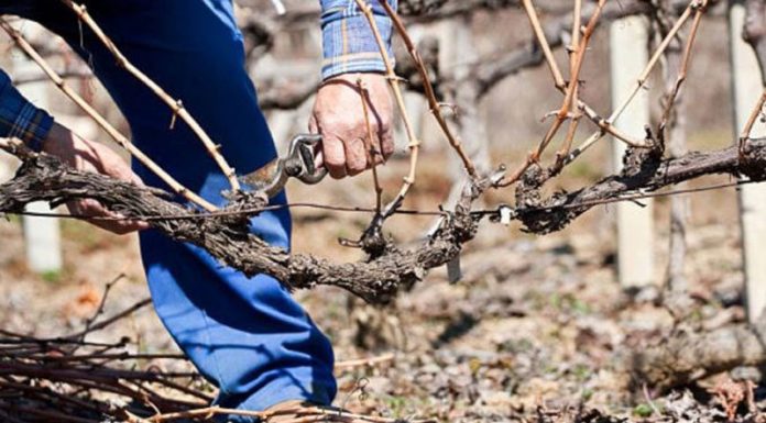 Agricultura pe înțelesul tuturor – Lucrări agricole în repausul vegetativ