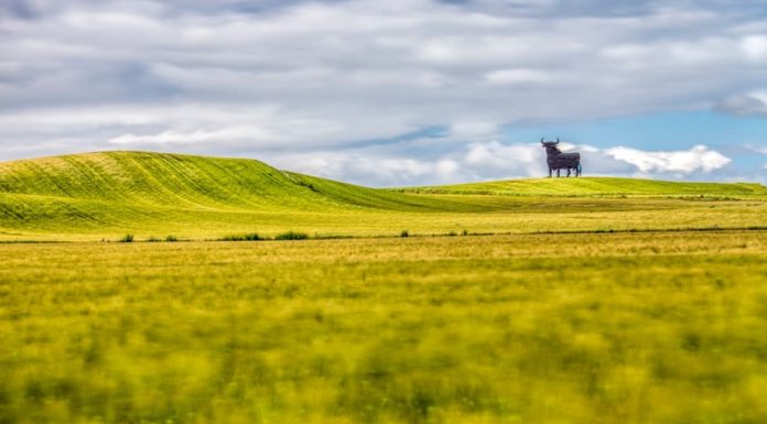 Cum iti protejezi culturile de cereale primavara?
