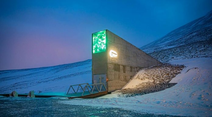 Număr record de semințe aduse la ”Depozitul Apocalipsei”