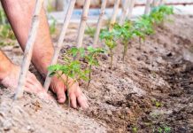 Agricultura pe înțelesul tuturor – Să ne protejăm ecologic grădina, casa și gospodăria