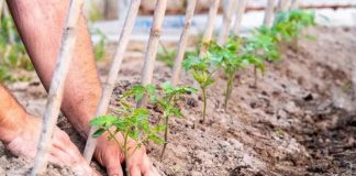 Agricultura pe înțelesul tuturor – Să ne protejăm ecologic grădina, casa și gospodăria
