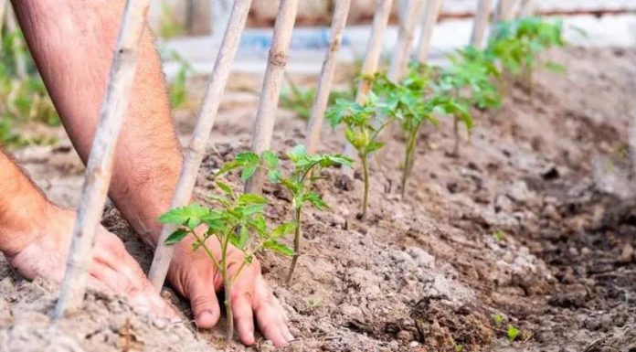 Agricultura pe înțelesul tuturor – Să ne protejăm ecologic grădina, casa și gospodăria