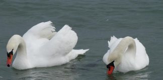 Restricții după diagnosticul de gripă aviară confirmat la două lebede găsite moarte