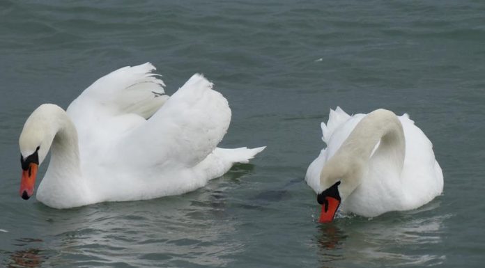 Restricții după diagnosticul de gripă aviară confirmat la două lebede găsite moarte