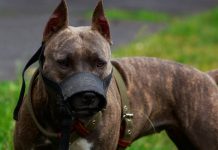 Taxă pentru stăpânii câinilor periculoși