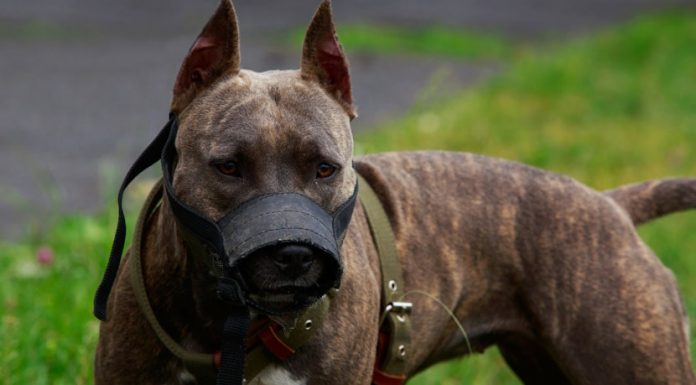 Taxă pentru stăpânii câinilor periculoși