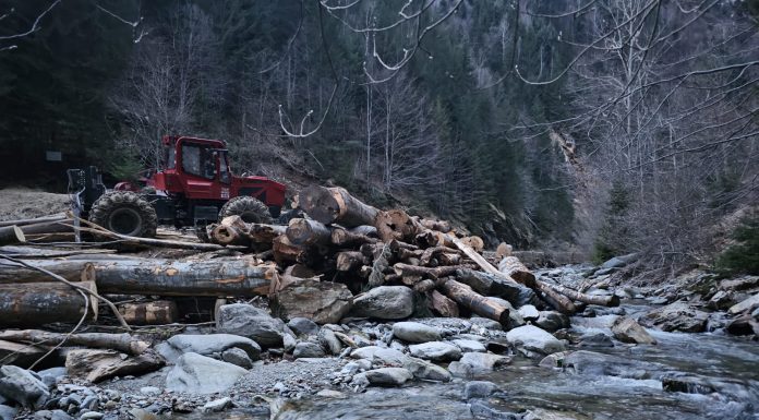 Tăiau arbori pe Valea Galbenului. Firmă amendată de jandarmi