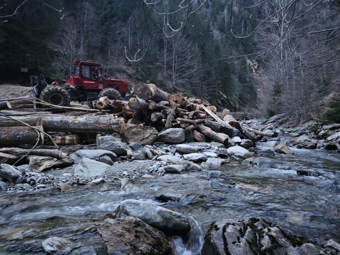 Tăiau arbori pe Valea Galbenului. Firmă amendată de jandarmi