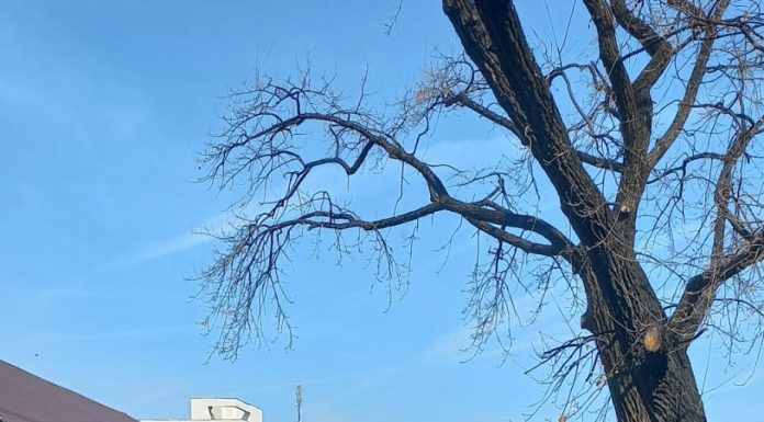 Școala Gimnazială “Constantin Săvoiu” a găzduit competiția “Mate+”