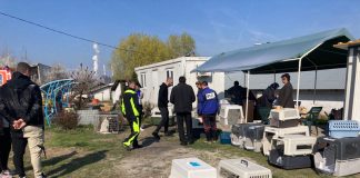 Campanie de sterilizare a câinilor în zona Rovinari!