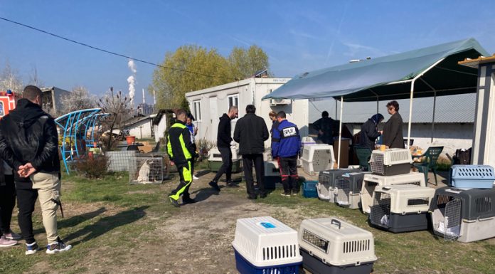 Campanie de sterilizare a câinilor în zona Rovinari!