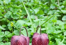 Floare rară păzită într-o pădure din Gorj. Amenzi uriașe pentru cei care o rup