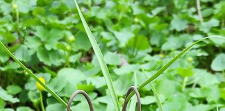 Floare rară păzită într-o pădure din Gorj. Amenzi uriașe pentru cei care o rup