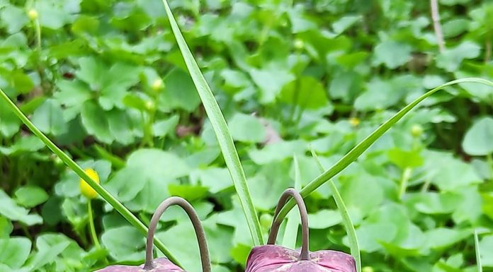 Floare rară păzită într-o pădure din Gorj. Amenzi uriașe pentru cei care o rup