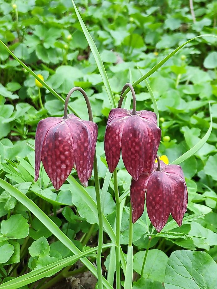 Laleaua pestrita (1)