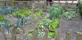 Agricultura pe înțelesul tuturor – Organizarea grădinii de legume