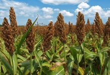 Agricultura pe înțelesul tuturor – SORGUL – Potențial înlocuitor al porumbului