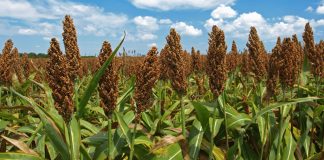 Agricultura pe înțelesul tuturor – SORGUL – Potențial înlocuitor al porumbului