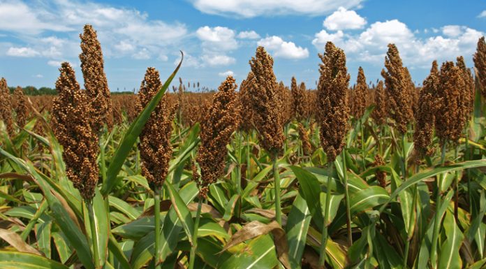 Agricultura pe înțelesul tuturor – SORGUL – Potențial înlocuitor al porumbului