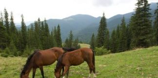 Condamnați pentru furtul unui mânz