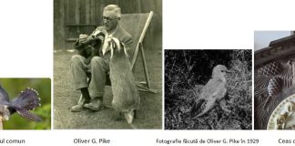 Cucul, mult îndrăgita pasăre, vestitor al primăverii, simbol al înstrăinării și al singurătății