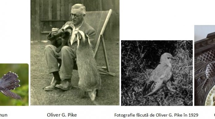 Cucul, mult îndrăgita pasăre, vestitor al primăverii, simbol al înstrăinării și al singurătății