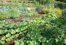 Agricultura pe înțelesul tuturor – Perioada de vegetație, recoltare și producția potențială a legumelor în grădina familială