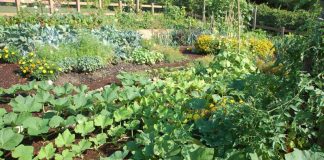 Agricultura pe înțelesul tuturor – Perioada de vegetație, recoltare și producția potențială a legumelor în grădina familială