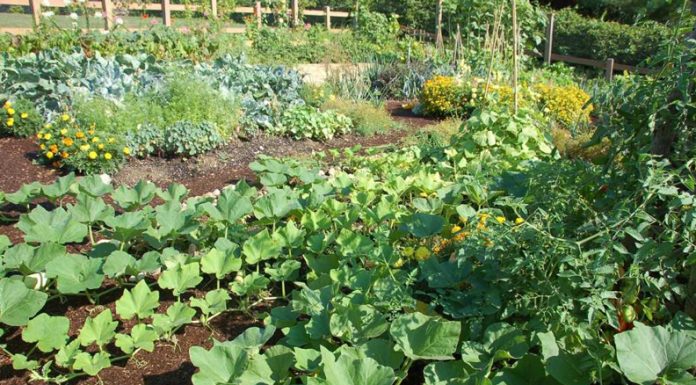 Agricultura pe înțelesul tuturor – Perioada de vegetație, recoltare și producția potențială a legumelor în grădina familială