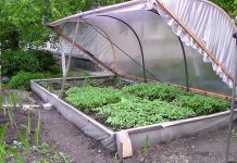 Agricultura pe înțelesul tuturor – Producerea răsadurilor și a legumelor în micile ferme comerciale și în grădinile familiale