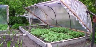 Agricultura pe înțelesul tuturor – Producerea răsadurilor și a legumelor în micile ferme comerciale și în grădinile familiale