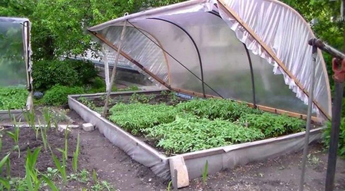 Agricultura pe înțelesul tuturor – Producerea răsadurilor și a legumelor în micile ferme comerciale și în grădinile familiale