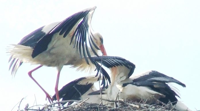 ODATĂ CU ECHINOŢIUL, AU VENIT BERZELE ŞI PE PLAIURILE GORJULUI