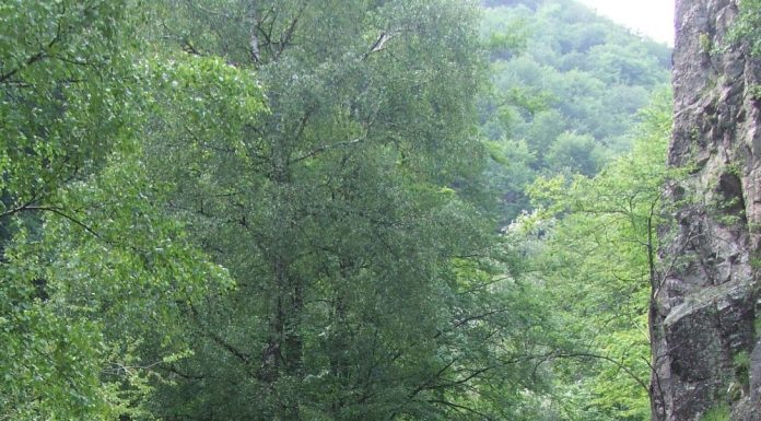 Luna pădurii – SĂRBĂTOAREA SĂDIRII ARBORILOR