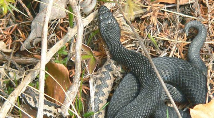 Odată cu încălzirea vremii, Atenţie la vipere!